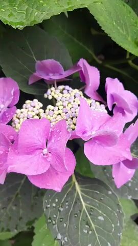 A close-up video shows a cluster of vibrant pink hydrangea flowers with small, pale buds in the center. Water droplets dot the petals and the surrounding green leaves, suggesting recent rain or watering. The lighting is natural and appears to be overcast. There are no people or animals visible. The focus is entirely on the floral arrangement and its details.