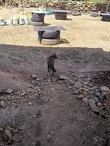 The video shows a black cat with tabby markings walking on a patch of dry ground. The cat is moving from right to left, with its tail up. In the background, there are several stacks of tires, some of which are used as stands for tables. There is also some grass and rocks visible. The lighting suggests it is daytime.