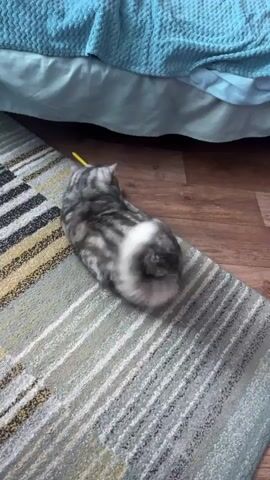 A tabby cat with silver and black stripes lies on its back on a rug, batting at a yellow object with its paws. The cat is near the edge of a bed with a blue comforter. The rug has stripes of gray, white, yellow, and black. The floor is wood-paneled.