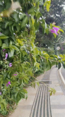 Early morning gardening and accessible walkways observed in Da Lat