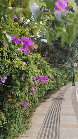 Early morning gardening and accessible walkways observed in Da Lat