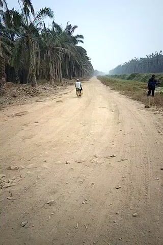 The video shows a dirt road with palm trees lining the left side and a ditch with vegetation on the right. A person on a motorcycle is riding away from the camera down the road. Another person is standing on the right side of the road, holding a long pole-like object. The sky is hazy.