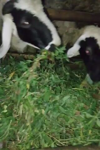 The video shows a close-up view of several goats eating grass in an outdoor setting, possibly a pen or enclosure with wooden fencing visible in the background. The goats are mostly white and brown, with some black markings on one goat's face. They are actively grazing on lush green grass and some leafy plants. The camera is positioned low, looking up at the goats as they eat. The lighting suggests it might be dusk or an overcast day.