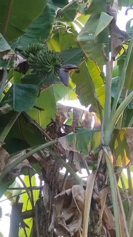 A banana tree with a bunch of green bananas and a banana flower is visible. The tree has large green leaves, some of which are brown and dry. The video is shot from a low angle, looking up at the tree. The lighting suggests it is daytime.