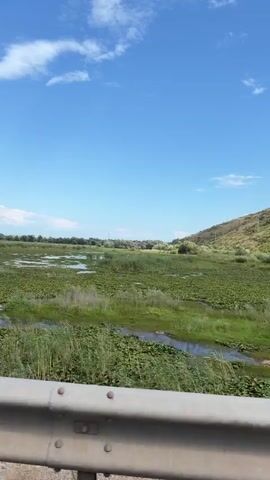 The video shows a wide shot of a natural landscape with a body of water covered in lily pads. The water is surrounded by tall green grasses and reeds. The sky is bright blue with scattered white clouds. In the background, there are hills and mountains. The camera is panning slowly to the right, capturing the expansive view. There are no people or animals visible in the video. The overall impression is one of a serene and undeveloped natural environment.