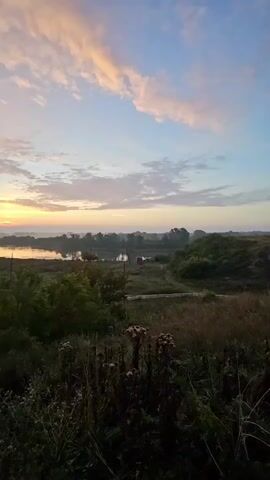 A video shows a sunrise over a tranquil landscape. The sky is a soft blend of pink, orange, and blue, with wispy clouds drifting by. Below, a calm river winds its way through rolling green hills and fields. The foreground is filled with tall grass and wildflowers, some of which are in bloom. The overall atmosphere is peaceful and serene, with the gentle light of the rising sun casting a warm glow over the scene. There are no people or animals visible in the video.