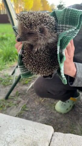 A person is squatting outdoors and holding a hedgehog wrapped in a green and white dish towel. The hedgehog is small and has light brown fur on its face and dark brown and tan spikes on its back. The person is wearing gray pants, a gray long-sleeved shirt, and green Crocs. A green folding chair is visible in the background. The ground is covered in dirt and gravel, and there is a concrete block in the foreground. In the background, trees can be seen with golden leaves. The person is speaking and admiring the hedgehog's face.