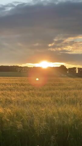 The video displays a wide shot of a golden wheat field under a cloudy sky at sunset. The sun is partially obscured by clouds, casting a warm glow and a lens flare onto the scene. The wheat stalks are tall and appear to be gently swaying. A line of trees forms the horizon in the background. The sky is a mix of dark and light clouds, with visible sunbeams breaking through. The overall atmosphere is peaceful and serene.
