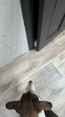 Dog watches white rodents emerge from cabinet in Markovo