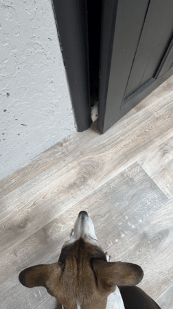 Dog watches white rodents emerge from cabinet in Markovo