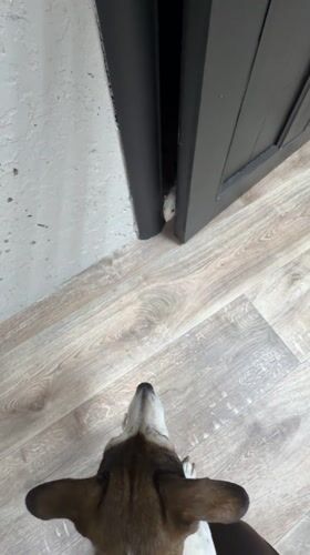 Dog watches white rodents emerge from cabinet in Markovo