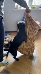 Person plays with black dog using cushion in Russia