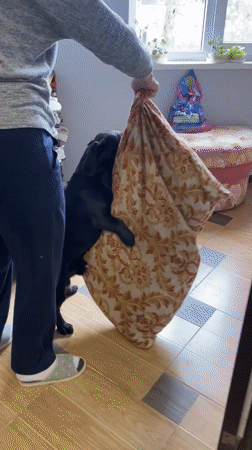 Person plays with black dog using cushion in Russia