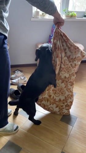 Person plays with black dog using cushion in Russia