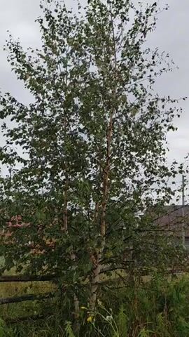 A video shows a young birch tree with light bark and green leaves standing in front of a wooden fence and some overgrown vegetation. The sky is overcast.