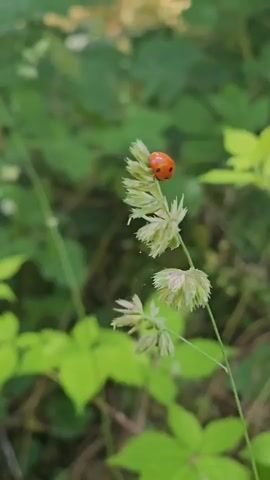 A close-up shot of a ladybug resting on a stalk of grass. The ladybug is red with black spots. The grass is green and feathery. The background is a blur of green foliage.