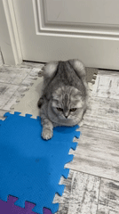 Scottish Fold cat observed in domestic setting in Cheboksary