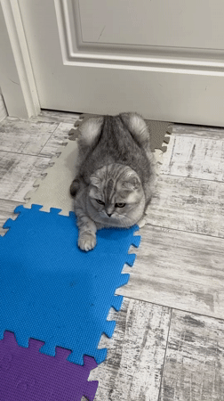 Scottish Fold cat observed in domestic setting in Cheboksary