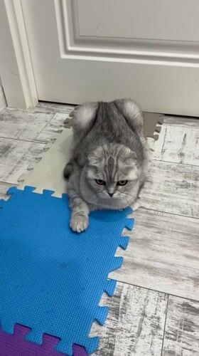 Scottish Fold cat observed in domestic setting in Cheboksary