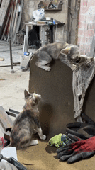 Kittens and everyday items in a Bilajari workshop