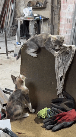 Kittens and everyday items in a Bilajari workshop