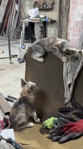 Kittens and everyday items in a Bilajari workshop