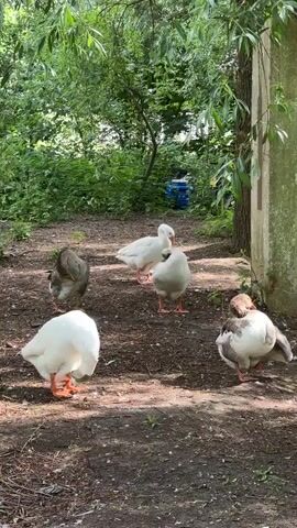 A group of five geese are standing in a clearing surrounded by trees and foliage. The ground is covered in dirt and some scattered leaves. The geese are of varying colors, including white, gray, and brown and white. Some of the geese are facing away from the camera, while others are facing towards it. One goose in the foreground on the left is white with orange legs and feet, and its head is down. Another goose in the foreground on the right is brown and white with orange legs and feet, and it is also facing away from the camera. In the middle ground, there are three more geese. One is white and facing away, another is white and facing the camera, and a third is gray and facing away. In the background, there is dense green foliage, and a blue barrel is visible behind the trees. A light-colored vertical structure, possibly a wall or a tree trunk, is on the right side of the frame. The lighting suggests it is daytime.
