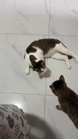 The video shows two cats on a tiled floor. One cat, which is primarily white with dark brown and grey tabby markings on its back, head, and tail, is lying down and reaching its head towards the other cat. The second cat, a darker tabby with brown and black stripes, is standing and facing the first cat, with its head lowered as if to interact. The tiles are light-colored with a marble-like pattern. In the bottom left corner, a patterned object, possibly a cushion or blanket, is partially visible. The lighting suggests an indoor environment.