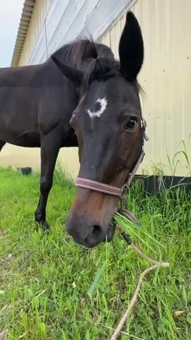 A dark brown horse with a white marking on its forehead is captured in a close-up, eating green grass. It wears a burgundy and white striped halter. The horse's chewing sounds are audible. The scene is outdoors, on a grassy patch next to a long, light-colored building that resembles a stable or barn, with multiple windows visible along its length. The sky appears overcast. As the video progresses, a white cat comes into view, lying calmly on the grass near the horse's front legs. The horse continues to graze peacefully. The ground is covered in lush green grass and some smaller weeds.