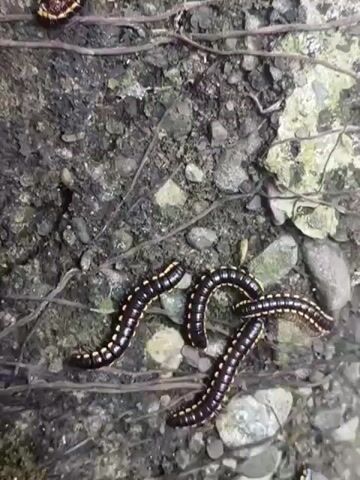 The video shows a close-up view of several millipedes on a rough, rocky surface with some dry vines. The millipedes are black with yellow stripes and have many legs. Some are moving, while others are curled up. The lighting suggests it might be an outdoor environment, possibly damp.