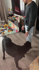 Black dog has a very good afternoon at home