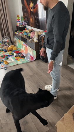 Black dog has a very good afternoon at home