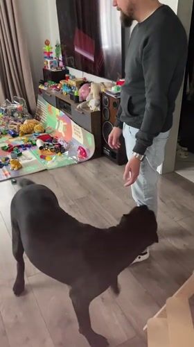 Black dog has a very good afternoon at home