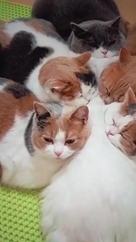 The video shows a pile of cats sleeping together on a green, textured surface. The cats are of various colors, including calico, white, gray, and orange. The focus is on a calico cat in the foreground, which has white, orange, and black patches on its fur. Its eyes are open, and it appears to be looking towards the camera. Several other cats are nestled around it, with their eyes closed, seemingly in deep sleep. The lighting is soft, and the overall atmosphere is peaceful and cozy.