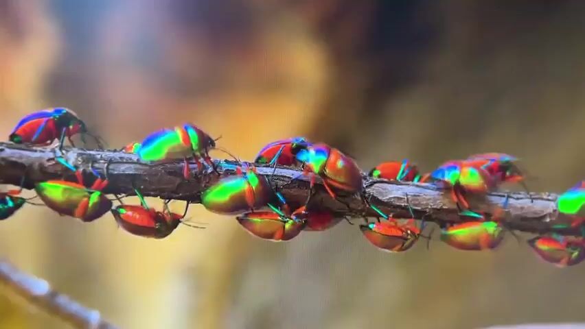 The video shows a close-up, slow-motion view of a cluster of jewel bugs on a thin, brown branch. The bugs are iridescent, displaying vibrant colors of red, green, blue, and yellow that shift with the light. They are arranged along the branch, with some facing left and others facing right, and a few are upside down. The background is blurred and consists of warm, autumnal tones of yellow and brown, suggesting an outdoor setting. The lighting appears to be natural sunlight, highlighting the metallic sheen of the insects' exoskeletons. There are no people or discernible human activity in the video. The camera remains focused on the bugs and the branch, with slight movement and focus adjustments throughout the short clip.