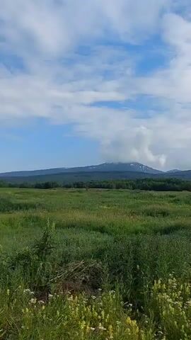 This is a vertical video showing a landscape view. In the foreground, there is a field of tall green grass with some yellow wildflowers. In the middle ground, there is a line of dark green trees. In the background, there are mountains with snow-capped peaks under a partly cloudy sky. The camera appears to be moving slightly, causing a subtle shift in perspective of the landscape.