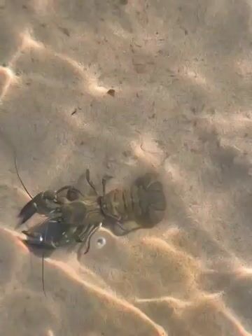A crayfish is visible on the sandy bottom of a body of water. Sunlight filters through the water, creating rippling patterns on the sand. The crayfish is facing left and appears to be stationary. Its claws are open. The water is clear and shallow. The surrounding environment is a natural aquatic setting.