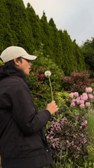 Person holds dandelion seed head near flowering bushes in New Westminster