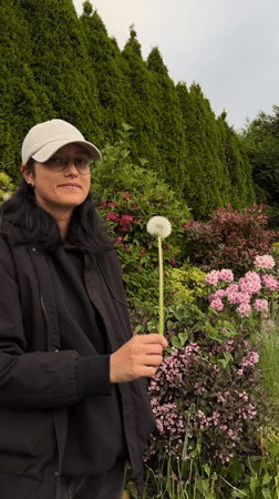 Person holds dandelion seed head near flowering bushes in New Westminster