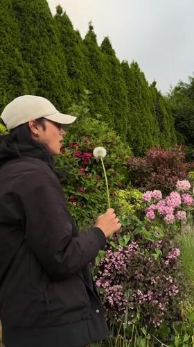 Person holds dandelion seed head near flowering bushes in New Westminster