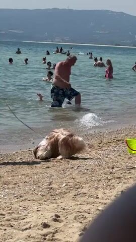 A long-haired, light brown and white dog lies on a sandy beach near the water's edge, attached to a leash. Waves lap at the shore. In the background, numerous people are swimming and playing in the clear, blue water. A man in patterned swim trunks is walking in the water, kicking up a spray. Hills are visible in the distance. The lighting suggests it is a sunny day.