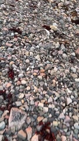 The video begins with a close-up, shaky view of a rocky shore, with various sizes of stones and some seaweed visible. The camera then pans upwards and slightly to the right, revealing a body of water reflecting a vibrant sunset. The sky is filled with dramatic, fiery orange and pink clouds, illuminated by the setting sun, which casts a warm glow across the water and the distant hills. The scene is a natural landscape, likely a coastal area, at dusk.
