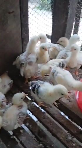 Young chicks feeding and drinking in a small Indonesian coop