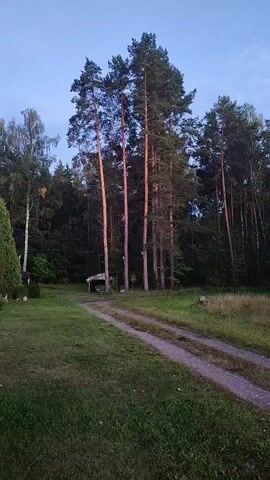 The video shows a dirt road leading into a forest with tall pine trees. The sky is a pale blue, suggesting it is either early morning or late evening. The ground is covered with grass and some dry brush. There is a small, simple shelter with a roof visible between the trees. The scene is quiet and still.