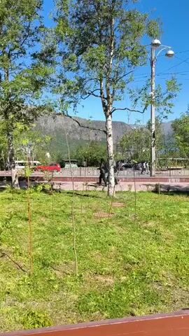 The video shows a natural environment with a bright sky and green trees. In the background, there are mountains and a paved walkway with people walking and cars driving. The foreground features a grassy area with young saplings planted in rows. A blurry brown object is visible at the bottom of the frame, suggesting the viewer is behind something.