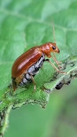 A close-up video shows a small reddish-brown beetle with black underparts resting on a green leaf. The beetle's antennae are visible, as are its legs gripping the leaf's surface. The leaf appears somewhat damaged, with small holes and chewed edges, suggesting the beetle may have been feeding on it. The background is blurred green, indicating a natural outdoor setting. The lighting is soft and natural. The video is static, with no movement of the camera or the beetle.