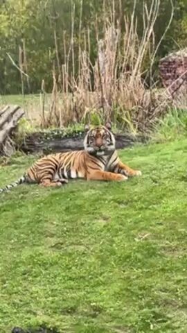 A tiger rests on a grassy area in an outdoor enclosure. The tiger is orange with black stripes and a white chest. It is lying down, facing the camera, then turns its head to look to the side. Tall grass and some trees are visible in the background. People are talking in the background.