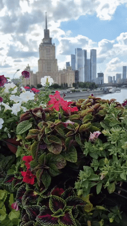 Blooming planters on a Moscow walkway, skyline in the background