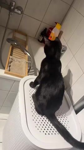 A black cat is perched on top of a white litter box in a bathroom. The cat is facing away from the camera, looking towards a shower head and a wooden rack with a towel. There are several bottles of toiletries on a shelf above the shower. The floor and walls are tiled.