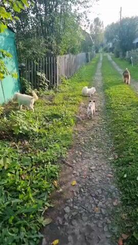 A video taken from the perspective of someone walking along a gravel path in a rural village. The path is lined with green grass and vegetation on either side, with a wooden fence running alongside it. In the distance, there are houses and trees. Three dogs are visible in the video. A light-colored dog is on the left side of the path, sniffing the ground near a green structure. Further down the path, a smaller dog is trotting ahead, and a larger dog with brown and white fur is walking away from the camera. The lighting suggests it is daytime, possibly late afternoon, with sunlight filtering through the trees. The overall environment appears to be peaceful and natural.